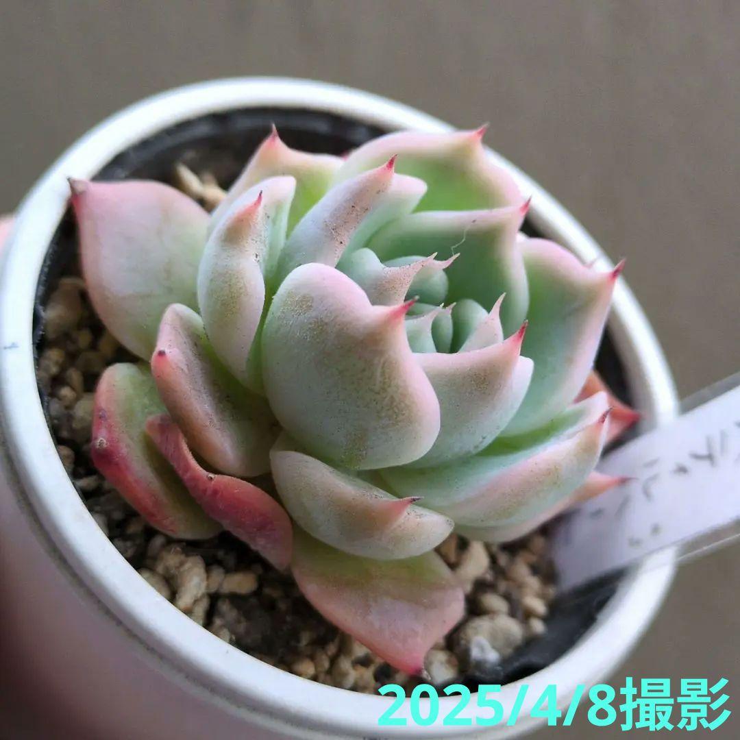 124. 多肉植物 スティルハート 650円【抜き苗】