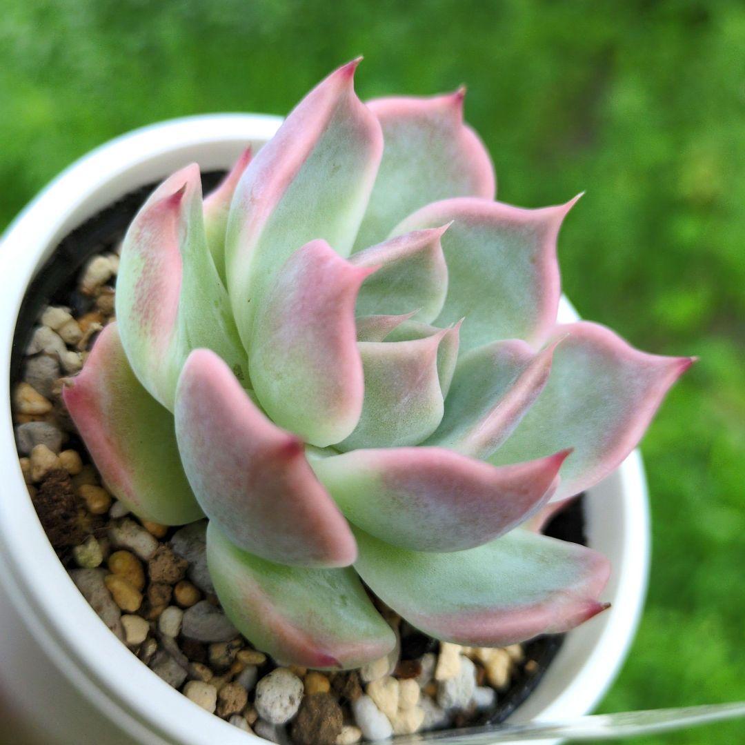 124. 多肉植物 スティルハート 650円【抜き苗】