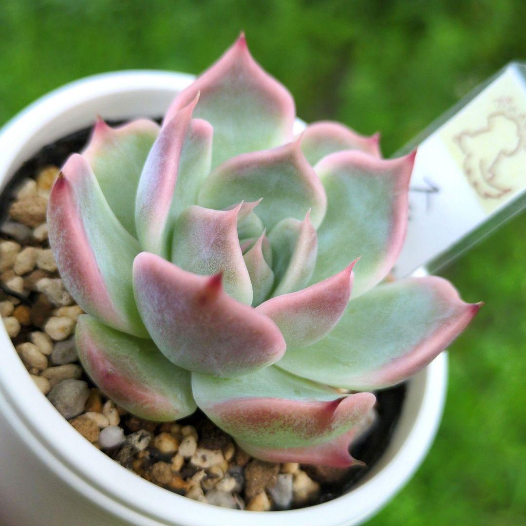 124. 多肉植物 スティルハート 650円【抜き苗】