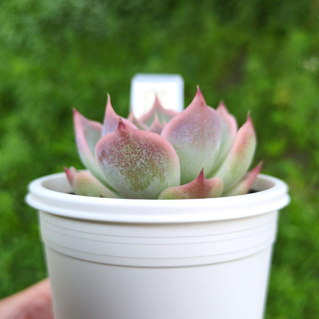 124. 多肉植物 スティルハート 650円【抜き苗】