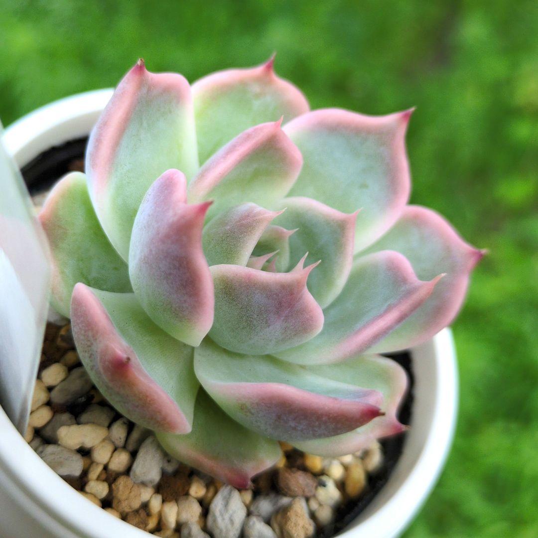 124. 多肉植物 スティルハート 650円【抜き苗】