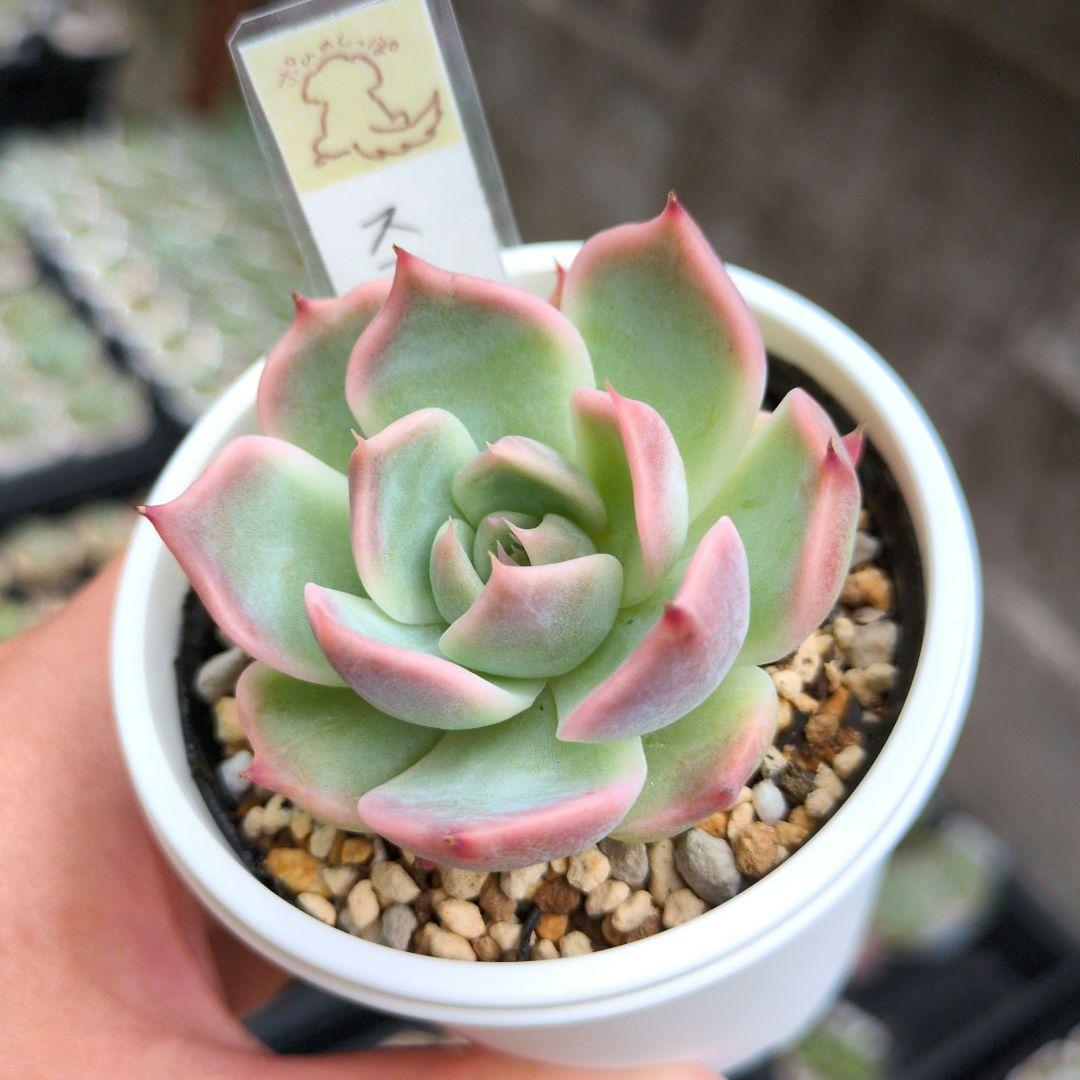 124. 多肉植物 スティルハート 650円【抜き苗】