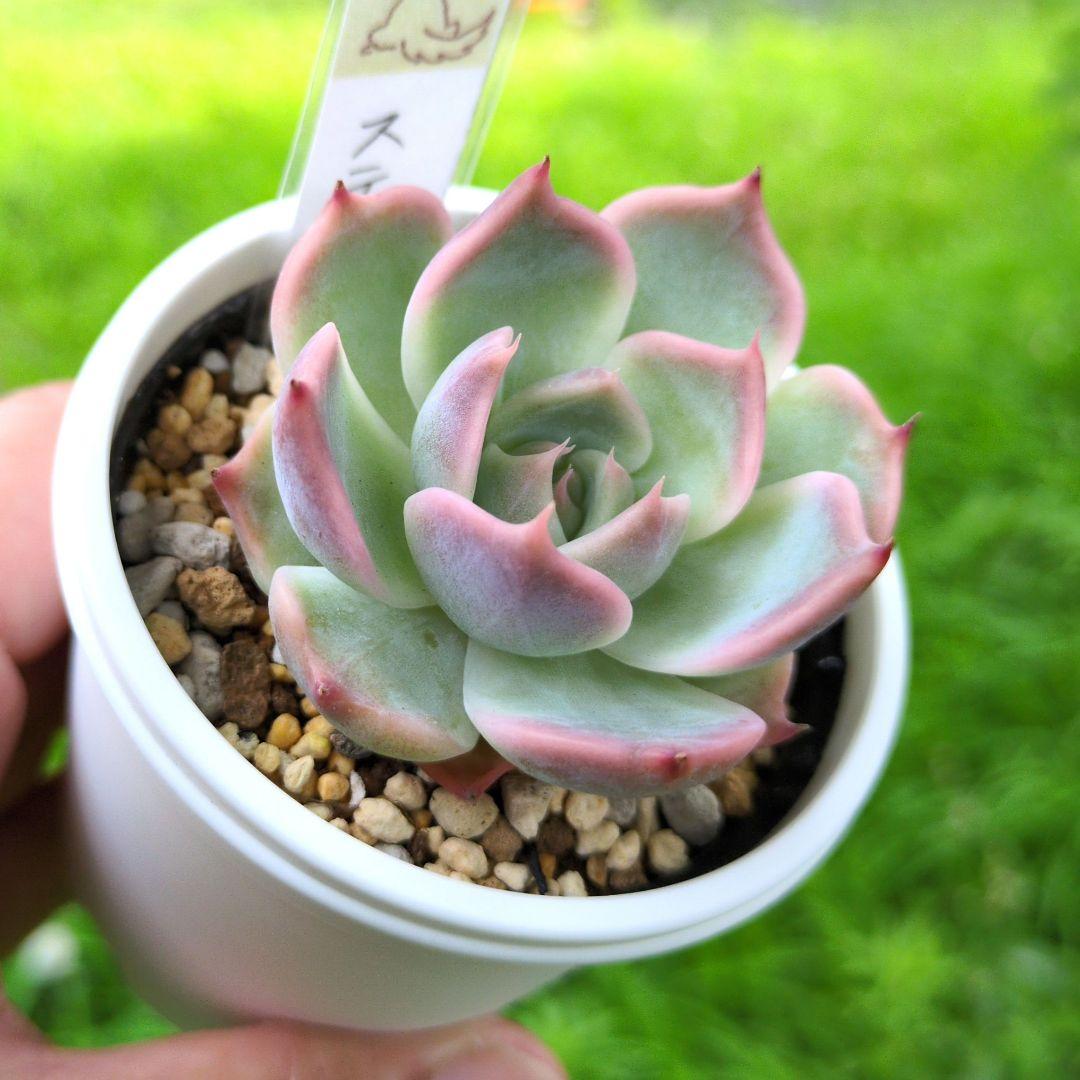 124. 多肉植物 スティルハート 650円【抜き苗】