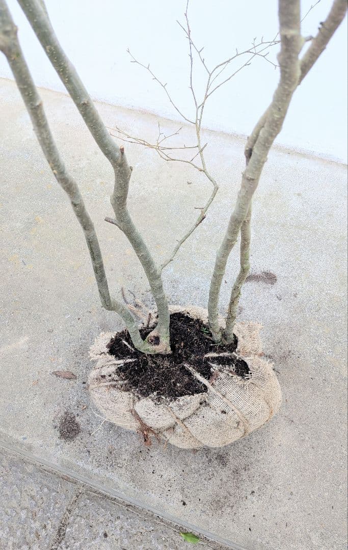 山採りアオハダ。