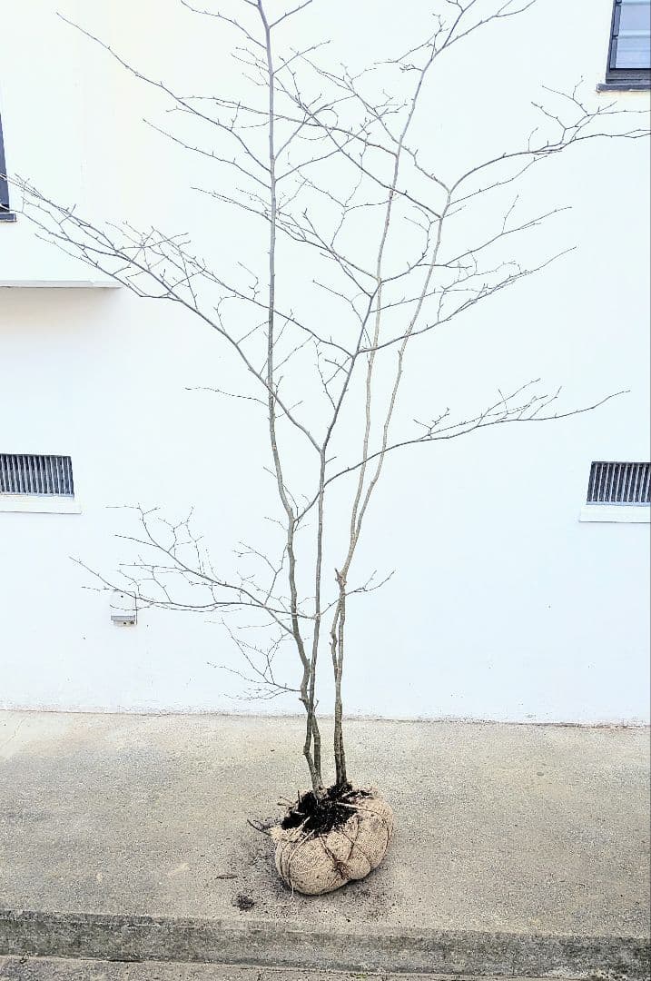 山採りアオハダ。