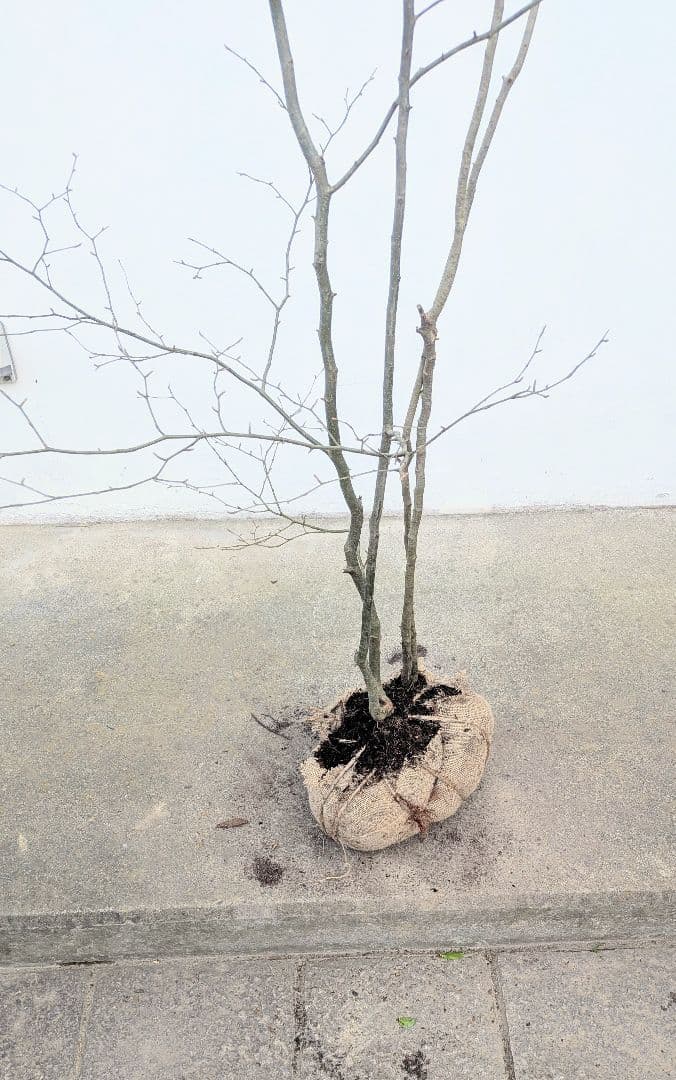 山採りアオハダ。