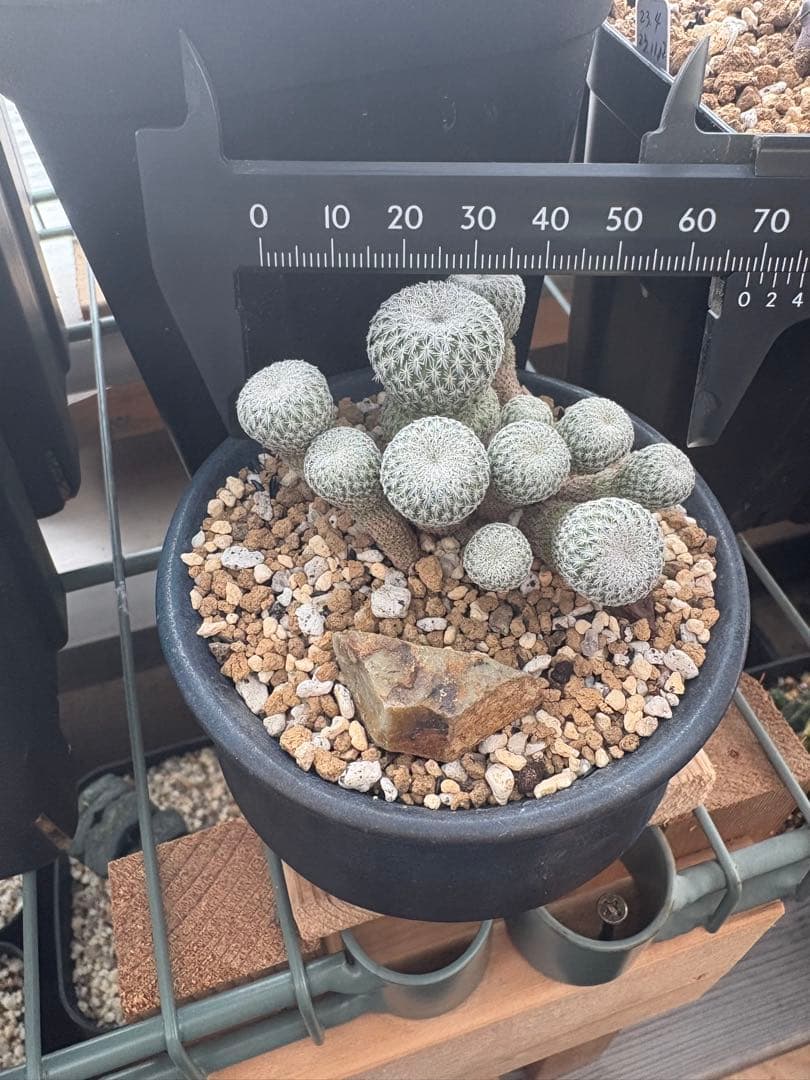 月世界群生株　エピテランサ　実根