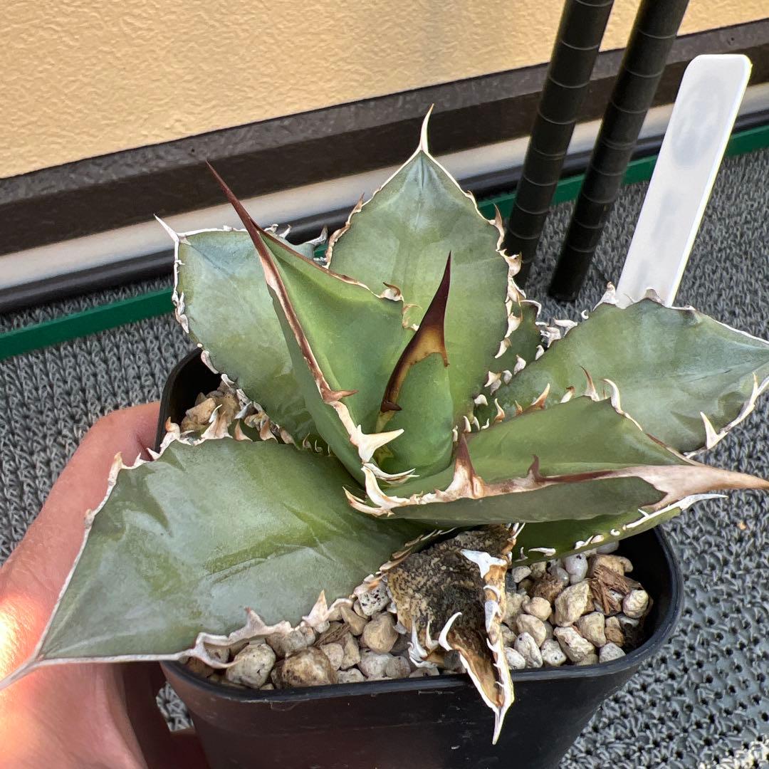 アガベ チタノタ オテロイ実生 - メルカリ
