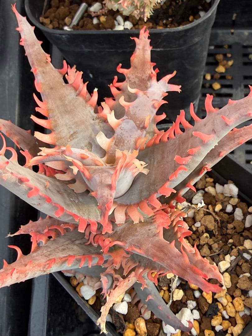 アロエ ハイブリッド Aloe hybrid 第四種 Fe−47 - メルカリ