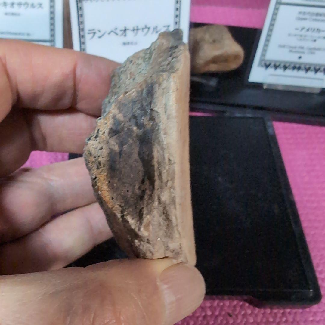 本物 ランベオサウルス 頬骨化石 186グラム ラベル付き - メルカリ