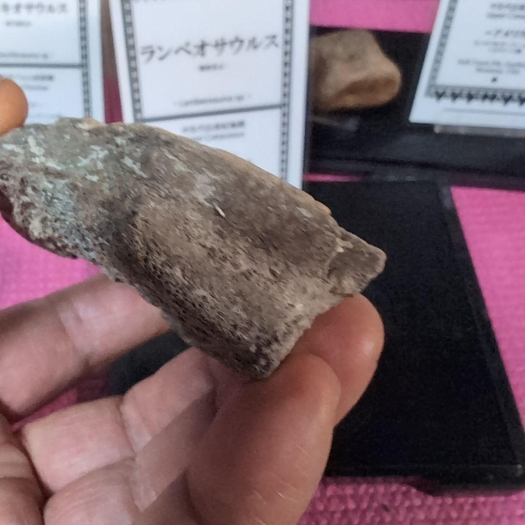 本物 ランベオサウルス 頬骨化石 186グラム ラベル付き - メルカリ