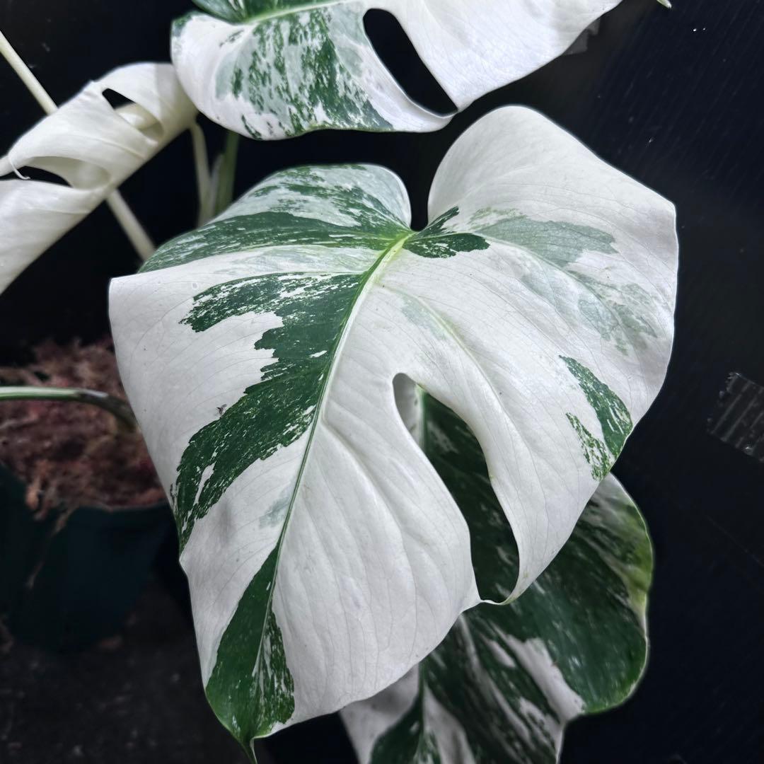 斑入りモンステラ ホワイトタイガー極美大株50cm白斑多 - メルカリ