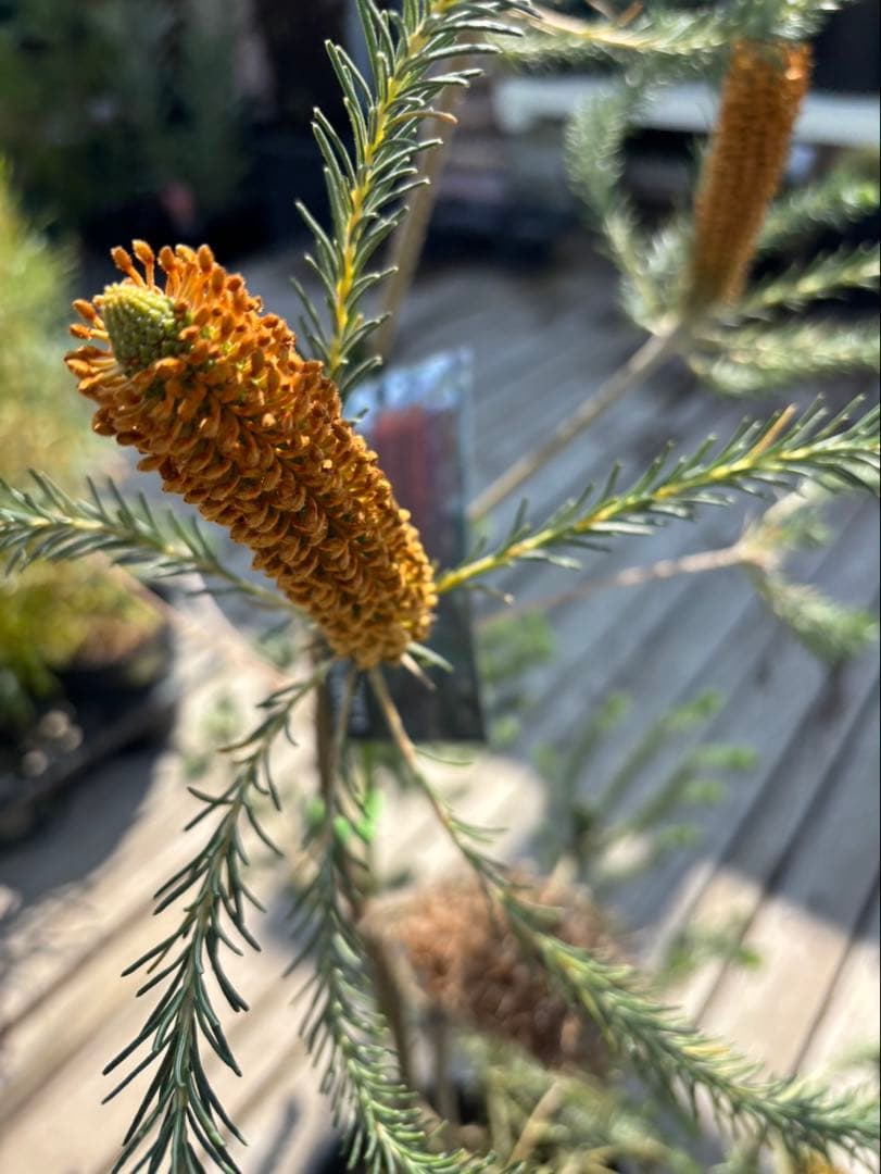 バンクシアリトルエリック　超希少大株