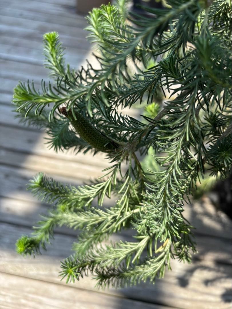 バンクシアリトルエリック　超希少大株