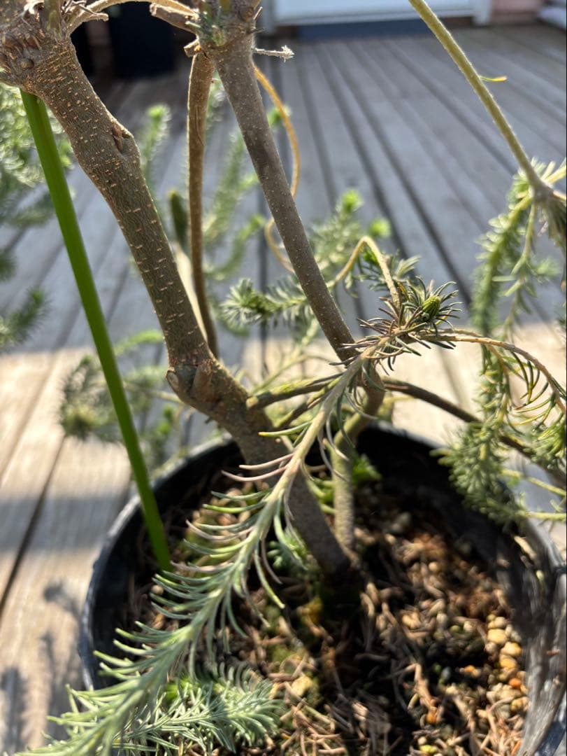 バンクシアリトルエリック　超希少大株