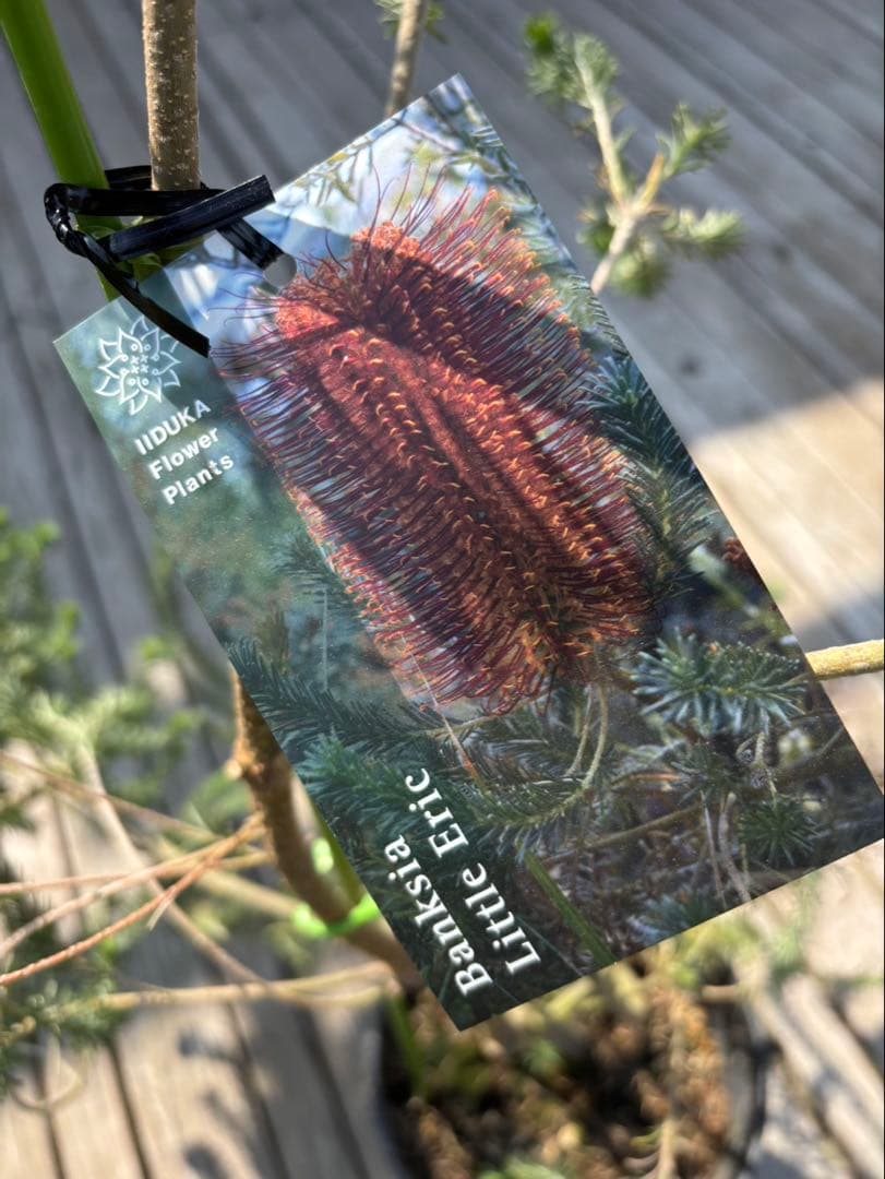 バンクシアリトルエリック　超希少大株