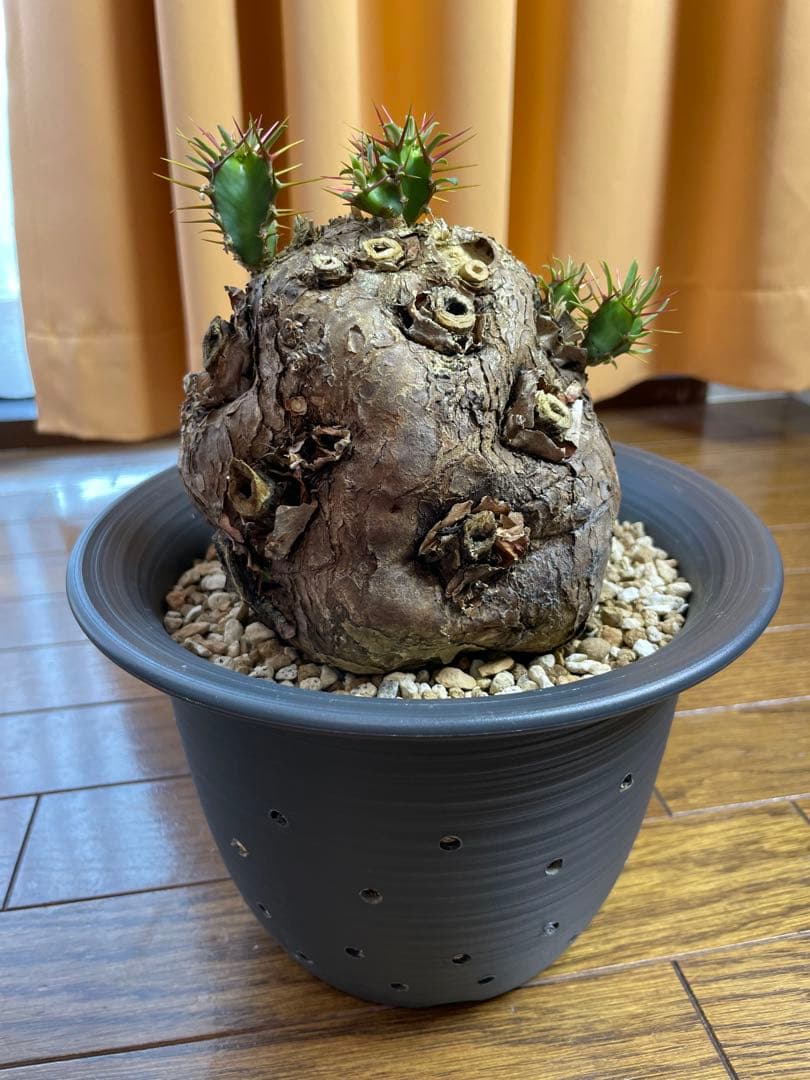 ユーフォルビア　ムランジーナ