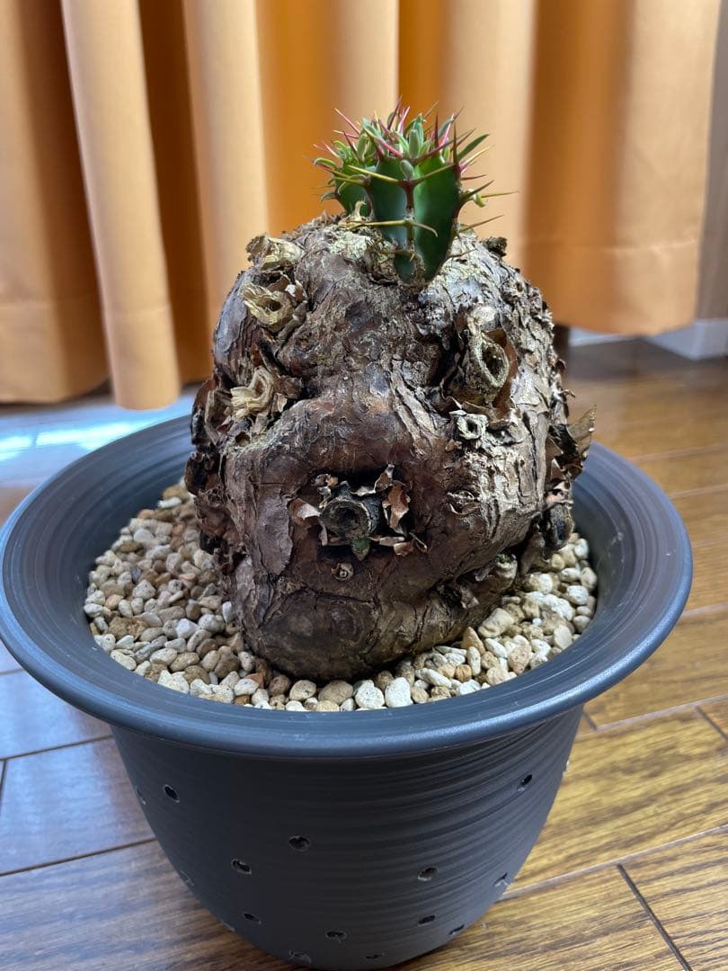 ユーフォルビア　ムランジーナ