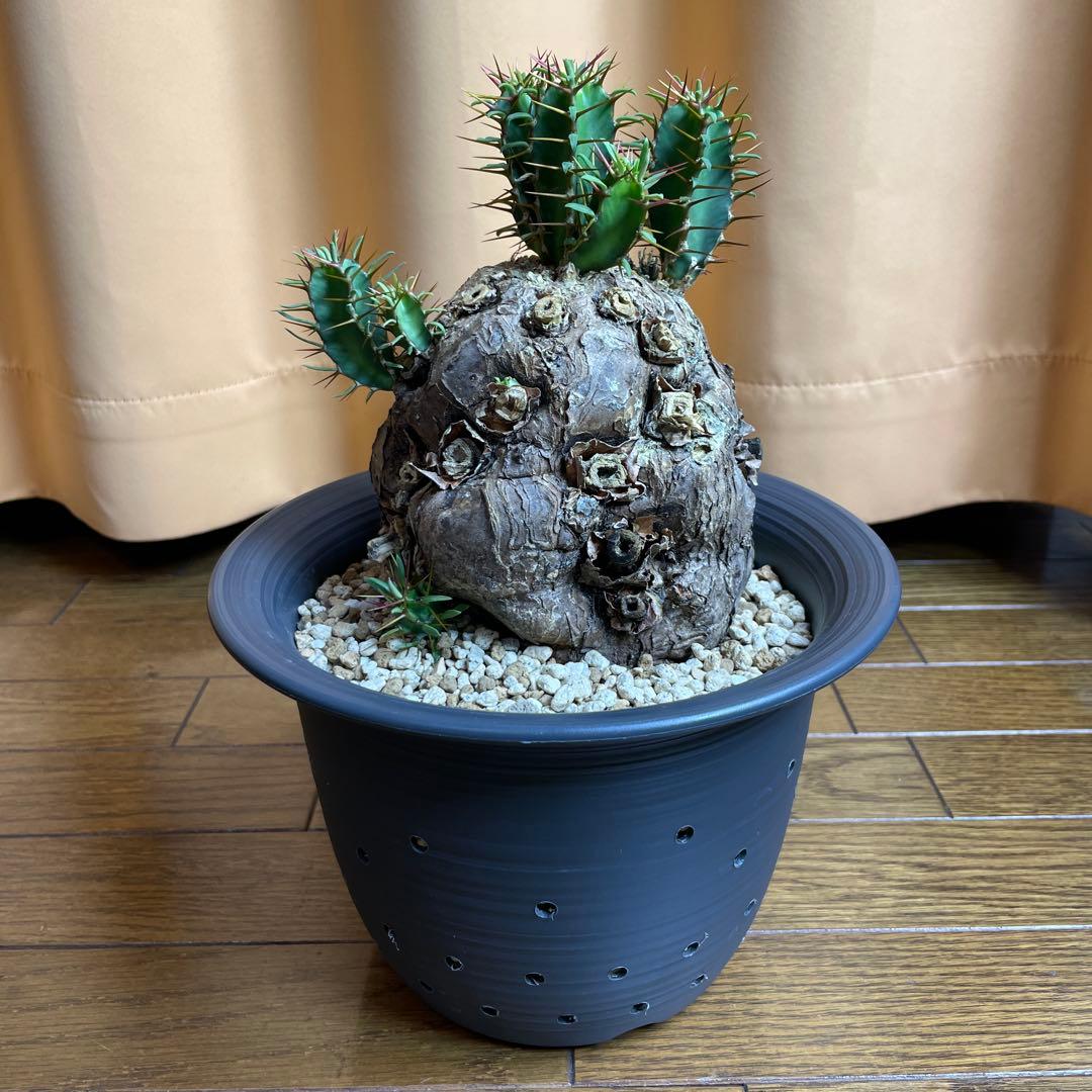 ユーフォルビア　ムランジーナ