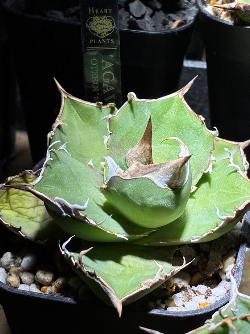 アガベ オテロイ トリケラトプス 白犀牛 中子株 - メルカリ