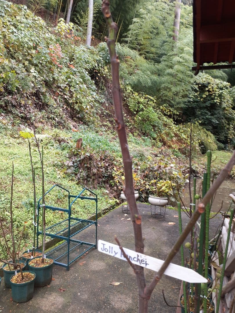 【1】イチジク 穂木販売 お問い合わせ用