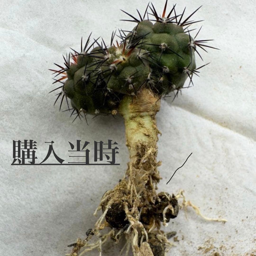 極上・自根】コピアポア 黒王丸 3頭群生 実生（検 孤竜丸 青磁肌