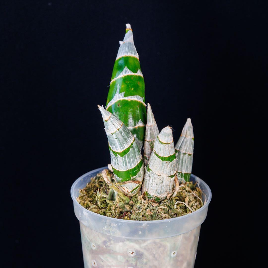 タケノコ蘭 SVO 選別個体 Fredclarkeara カタセタム 新芽有り