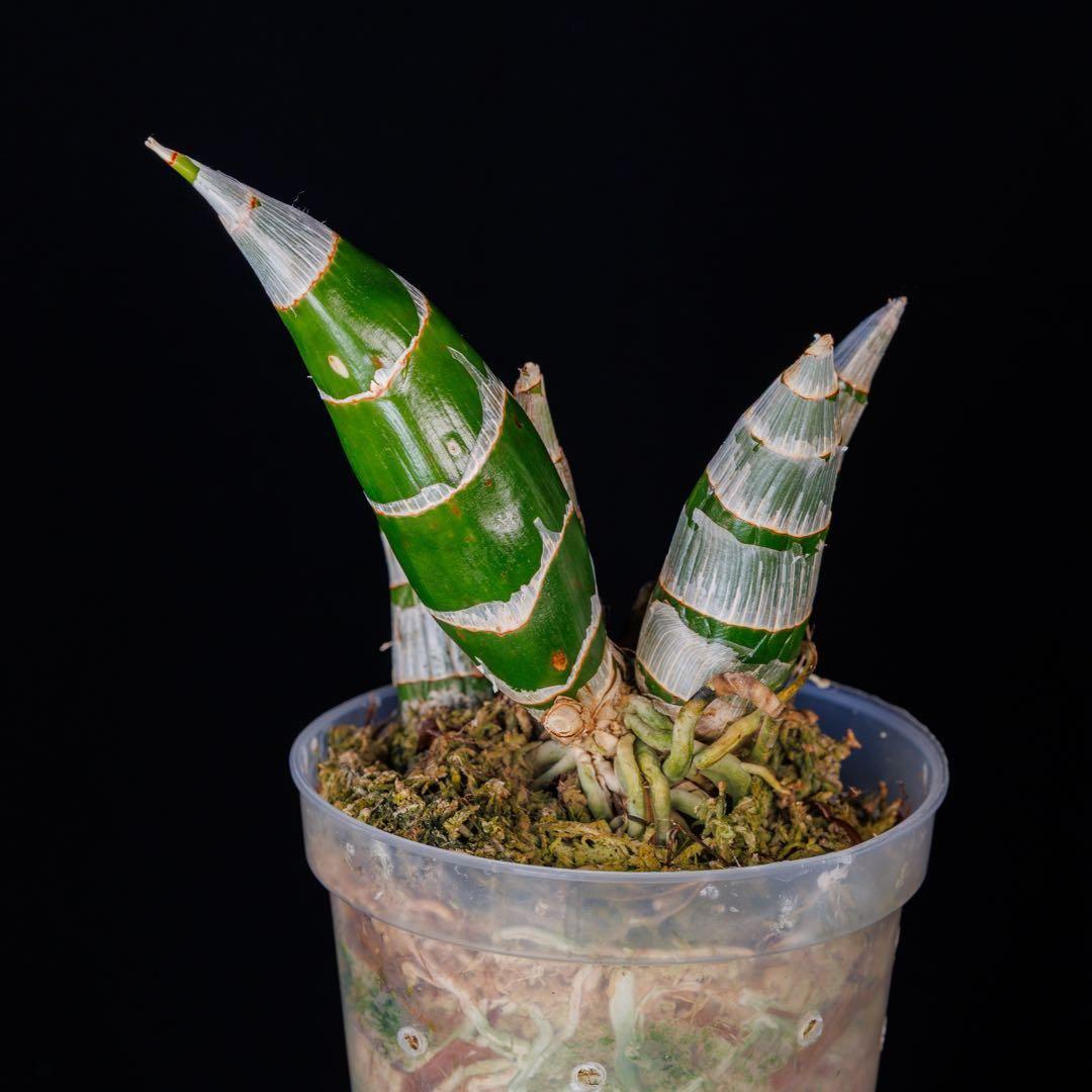 タケノコ蘭 SVO 選別個体 Fredclarkeara カタセタム 新芽有り