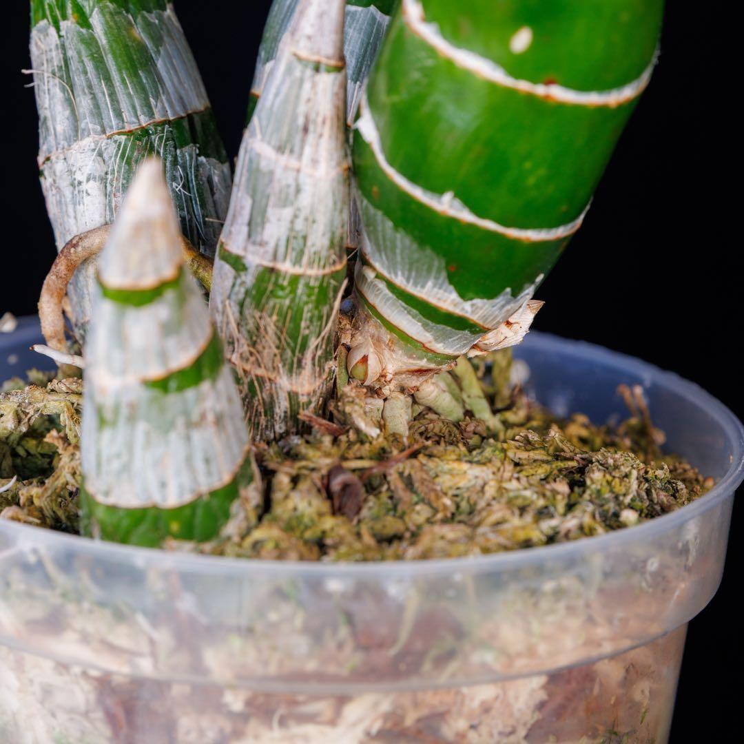 タケノコ蘭 SVO 選別個体 Fredclarkeara カタセタム 新芽有り