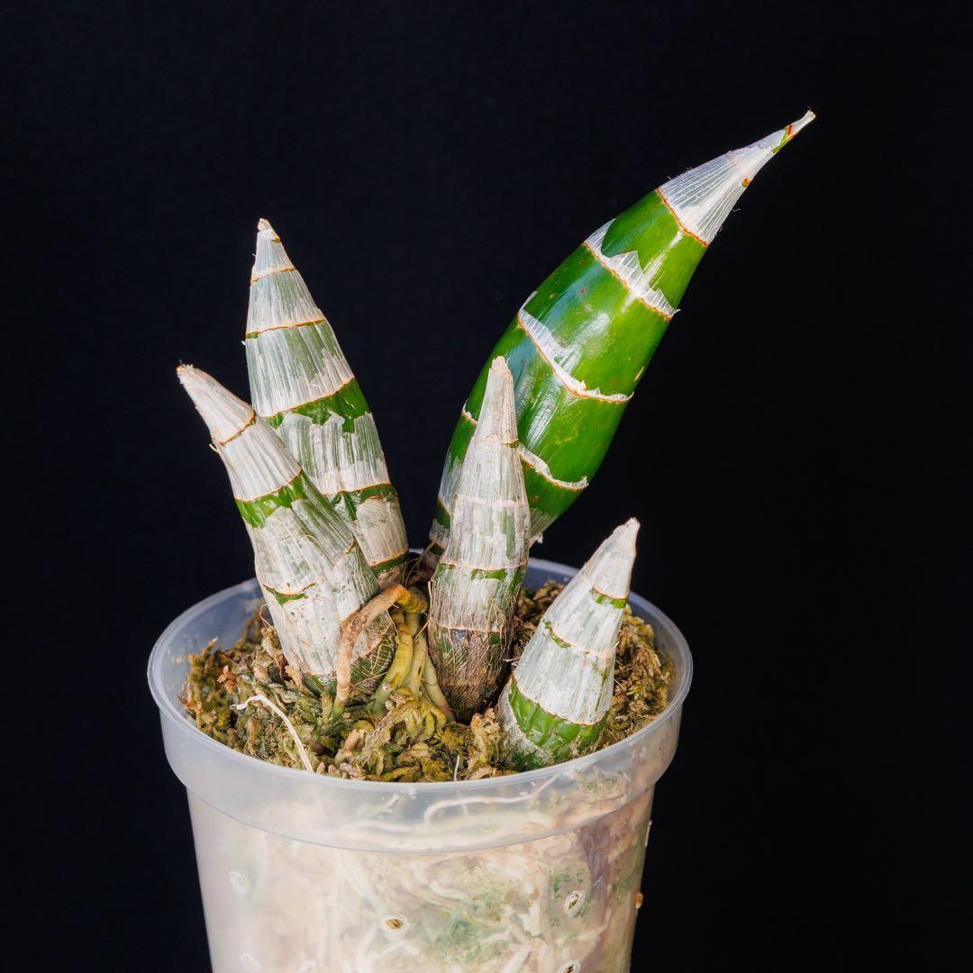 タケノコ蘭 SVO 選別個体 Fredclarkeara カタセタム 新芽有り