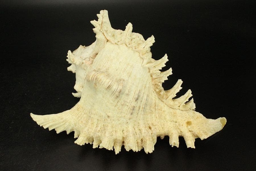 オウムガイ タカセガイ まとめて(ZE491) - メルカリ