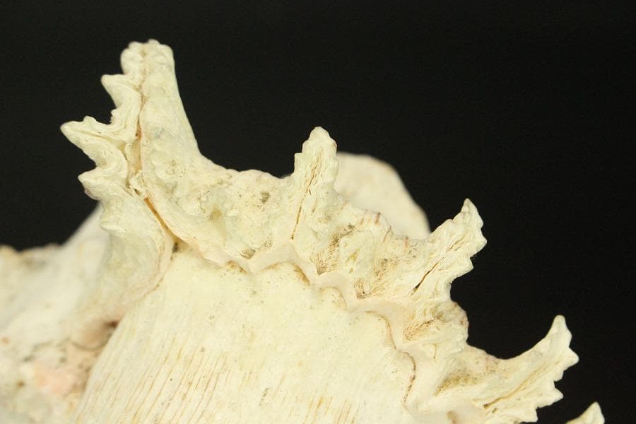 オウムガイ タカセガイ まとめて(ZE491) - メルカリ