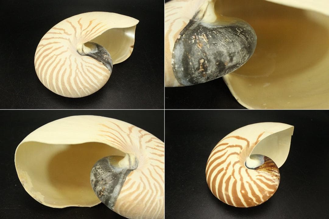 オウムガイ タカセガイ まとめて(ZE491) - メルカリ