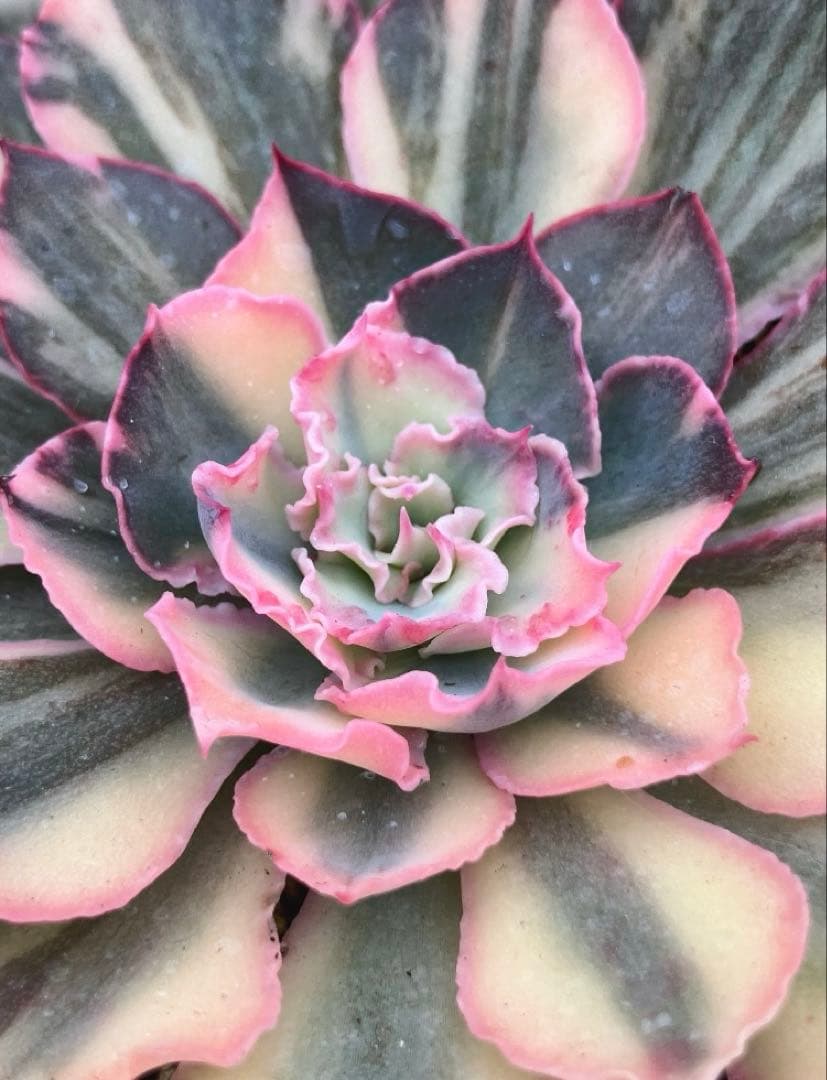 お取り置き　多肉植物　フローレンス錦　抜き苗