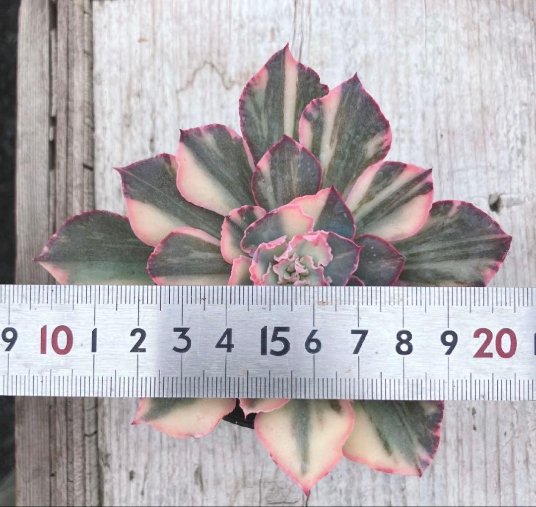 お取り置き　多肉植物　フローレンス錦　抜き苗