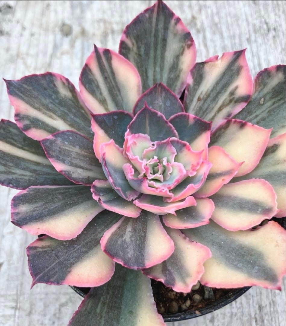 お取り置き　多肉植物　フローレンス錦　抜き苗