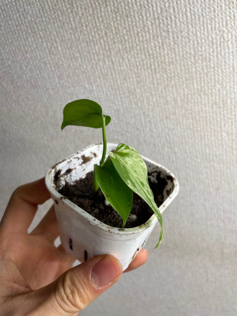 あ*ん様 モンステラ　デリシオーサ　バルバソー