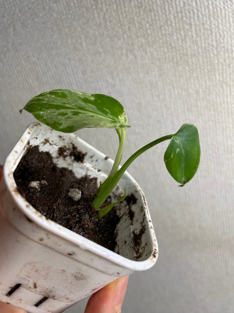 あ*ん様 モンステラ　デリシオーサ　バルバソー