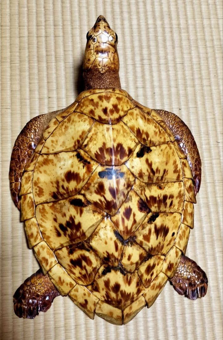 うみがめ科　剥製　国際希少野生動植物種登録標あり　（※ただ今値下げ中）