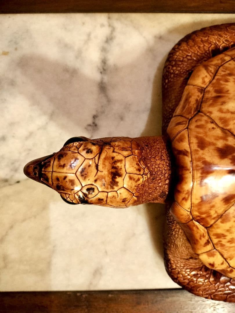 うみがめ科　剥製　国際希少野生動植物種登録標あり　（※ただ今値下げ中）