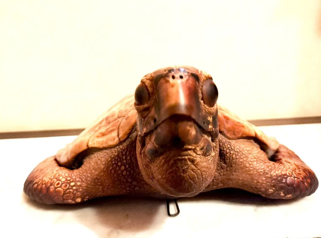 うみがめ科　剥製　国際希少野生動植物種登録標あり　（※ただ今値下げ中）