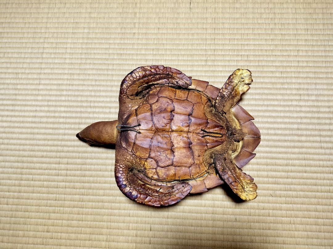 うみがめ科　剥製　国際希少野生動植物種登録標あり　（※ただ今値下げ中）