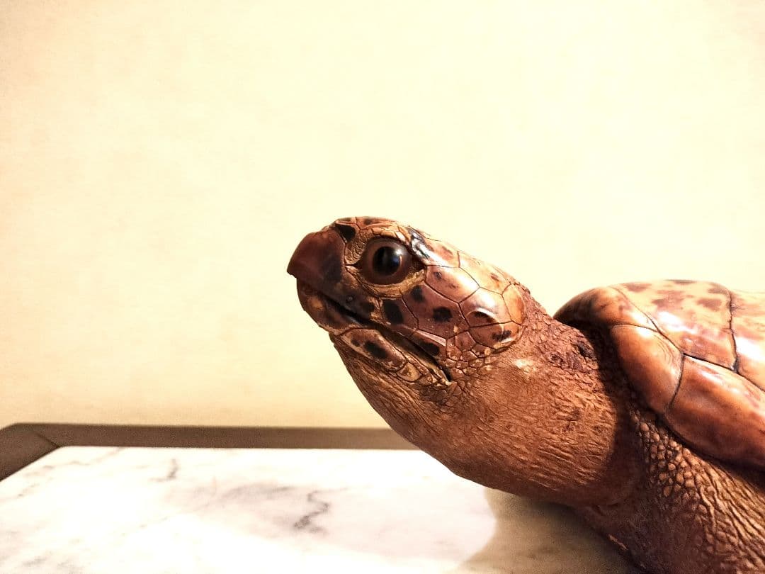 うみがめ科　剥製　国際希少野生動植物種登録標あり　（※ただ今値下げ中）