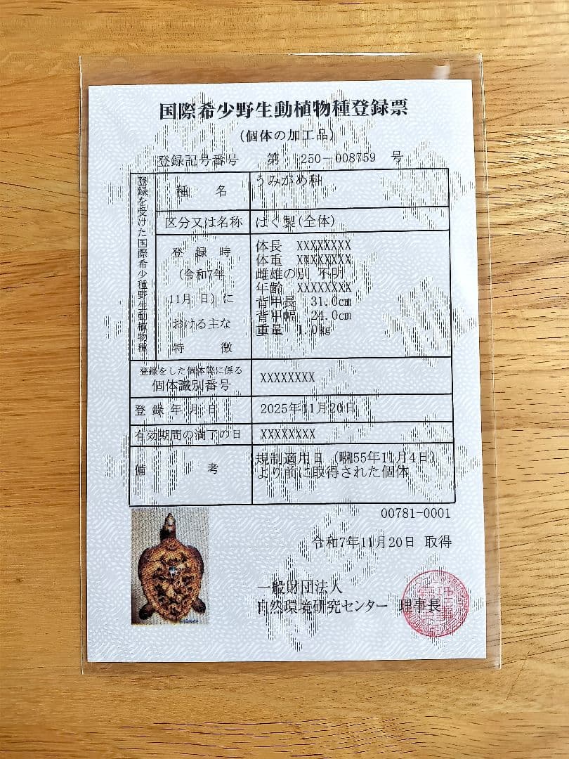 うみがめ科　剥製　国際希少野生動植物種登録標あり　（※ただ今値下げ中）