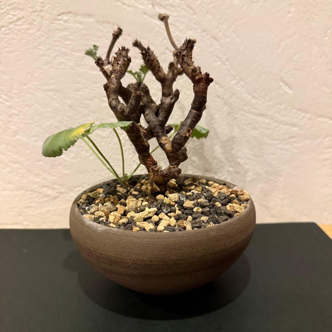 枝挿し 発根済み ペラルゴニウム ミラビレ