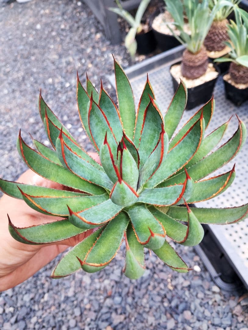 \"希少\" 美株 マンガベ プレイングハンズ