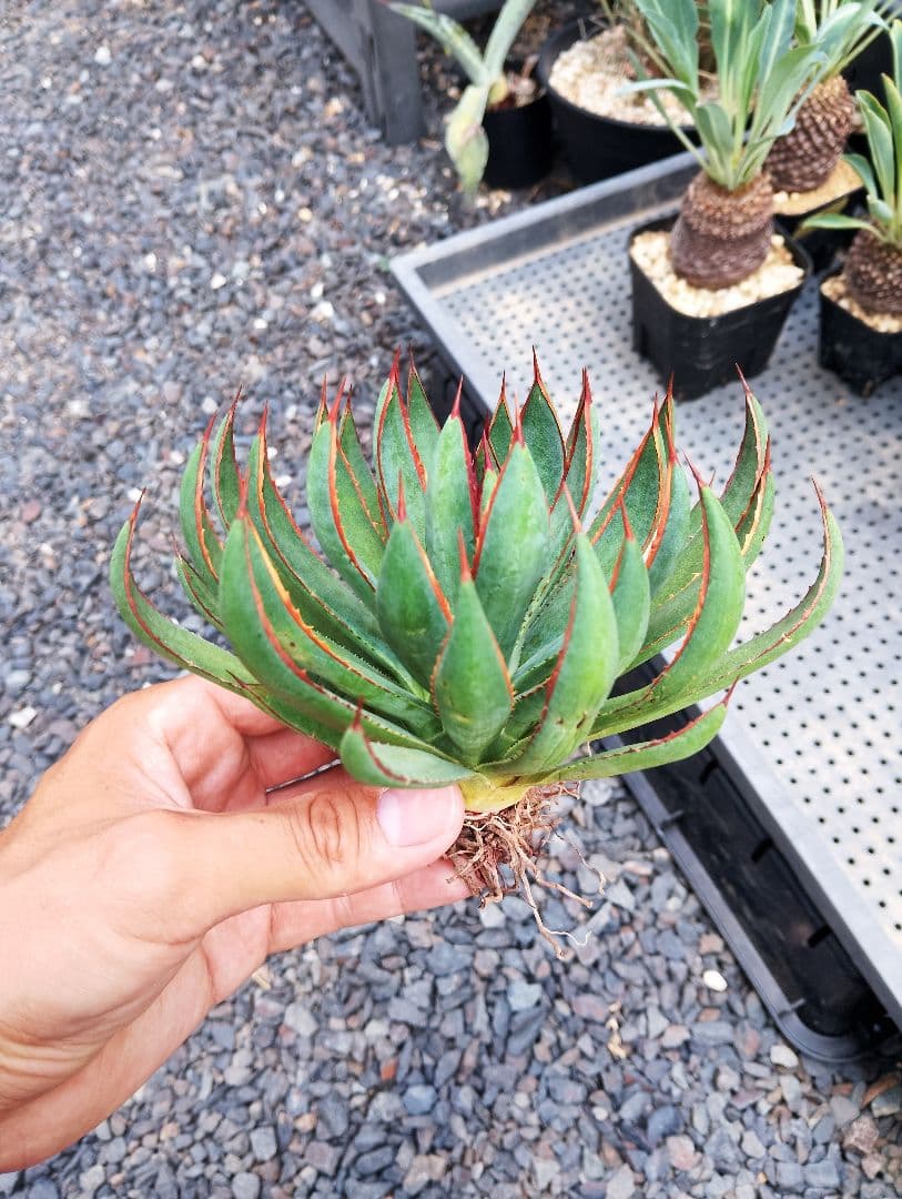 \"希少\" 美株 マンガベ プレイングハンズ