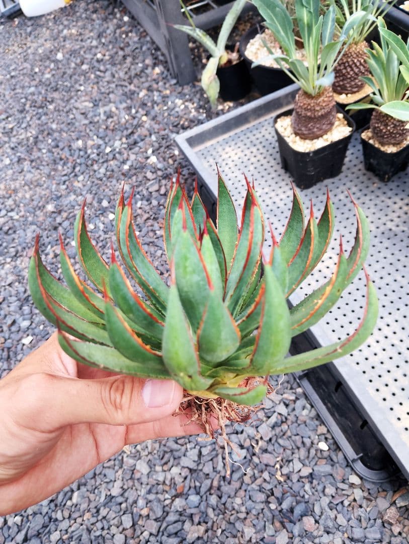 \"希少\" 美株 マンガベ プレイングハンズ