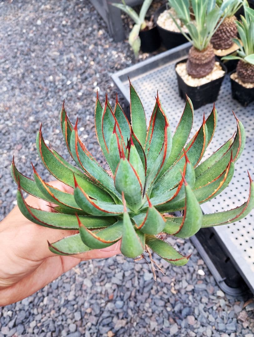 \"希少\" 美株 マンガベ プレイングハンズ