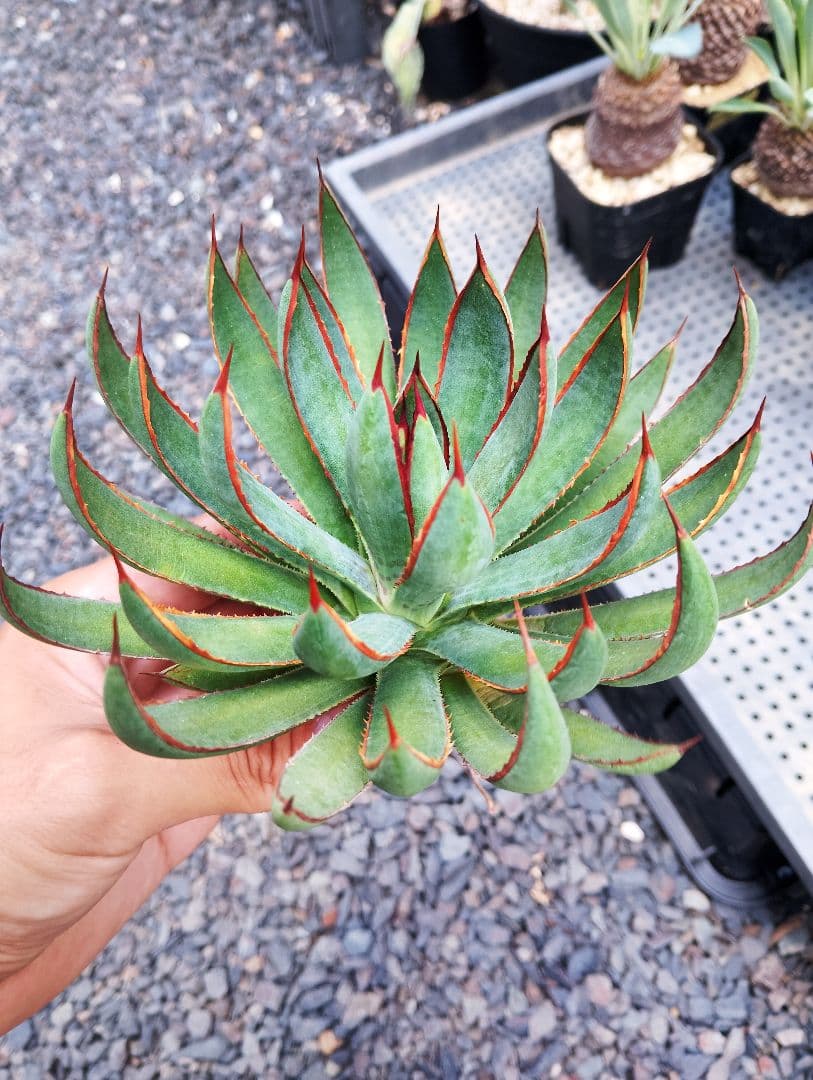 \"希少\" 美株 マンガベ プレイングハンズ